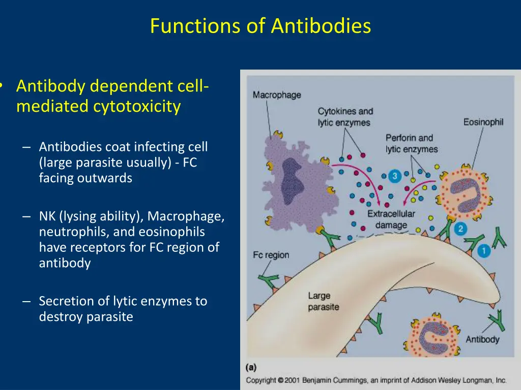 functions of antibodies