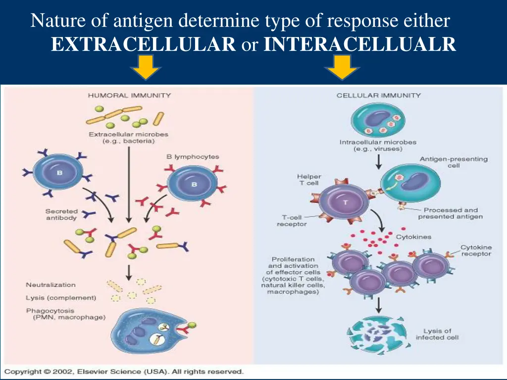 nature of antigen determine type of response