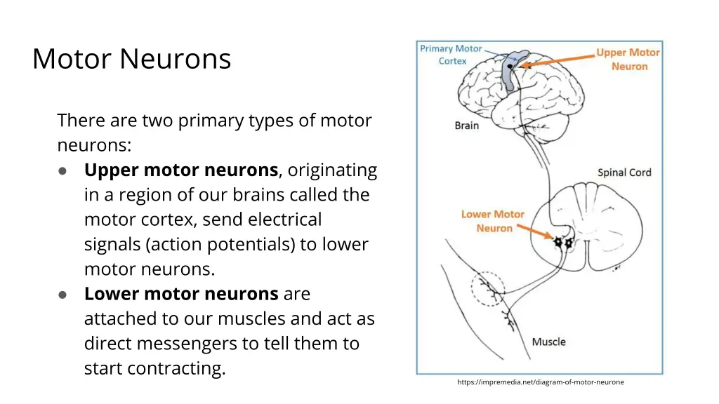 motor neurons