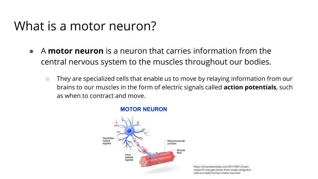what is a motor neuron