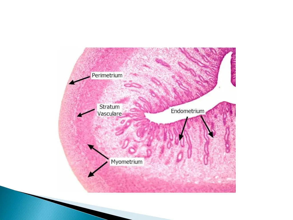 slide4
