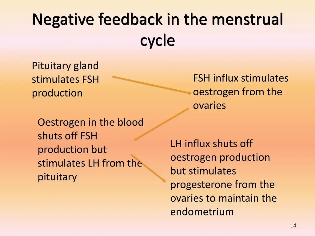 negative feedback in the menstrual cycle
