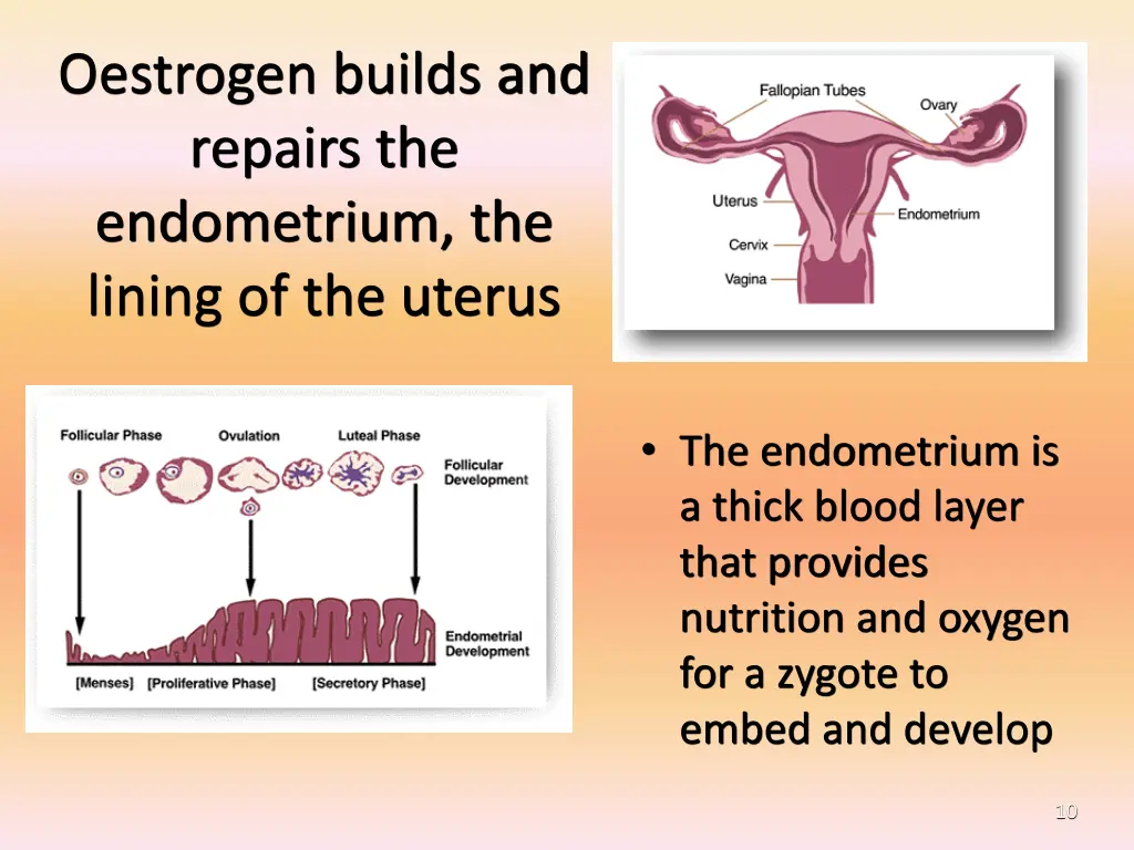 oestrogen builds and repairs the endometrium