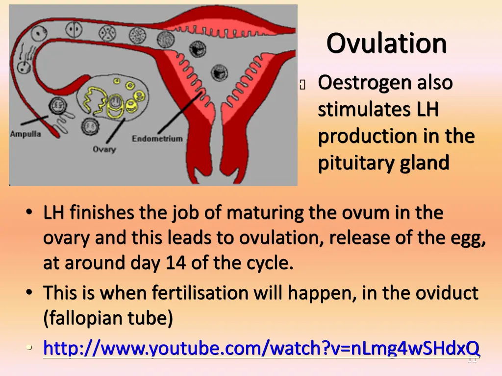 ovulation