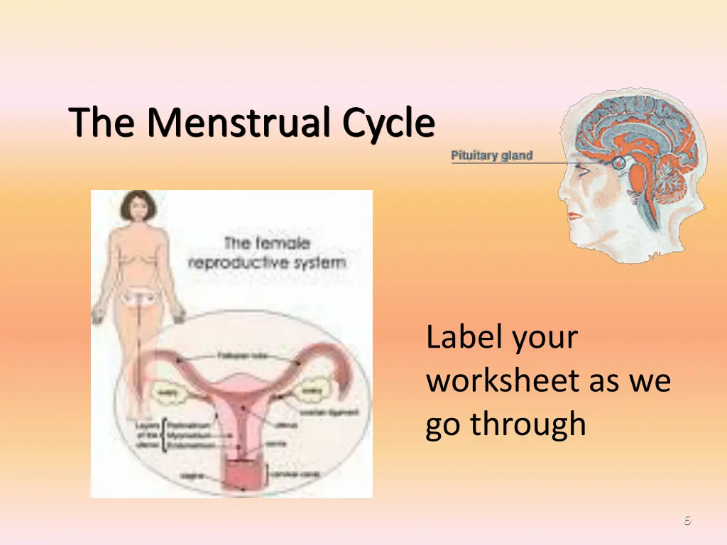the menstrual cycle 1