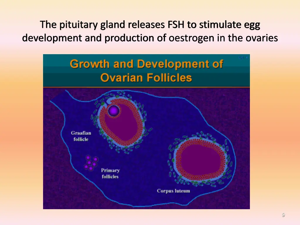 the pituitary gland releases fsh to stimulate