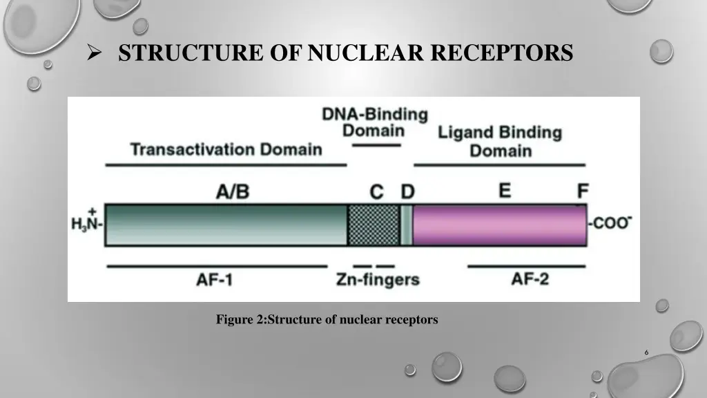 structure of nuclear receptors