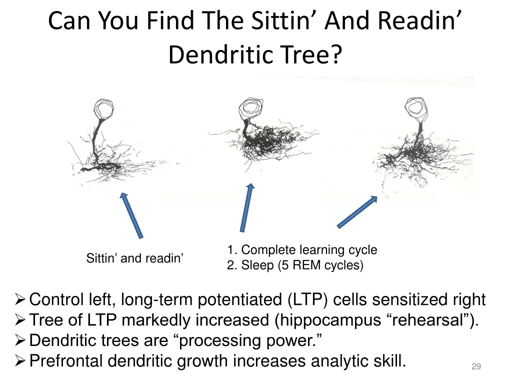 can you find the sittin and readin dendritic tree