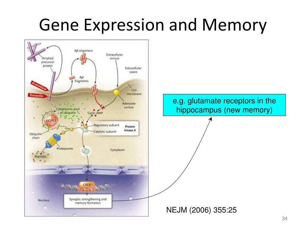 gene expression and memory