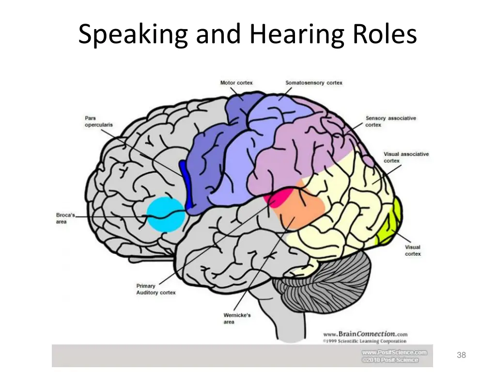 speaking and hearing roles