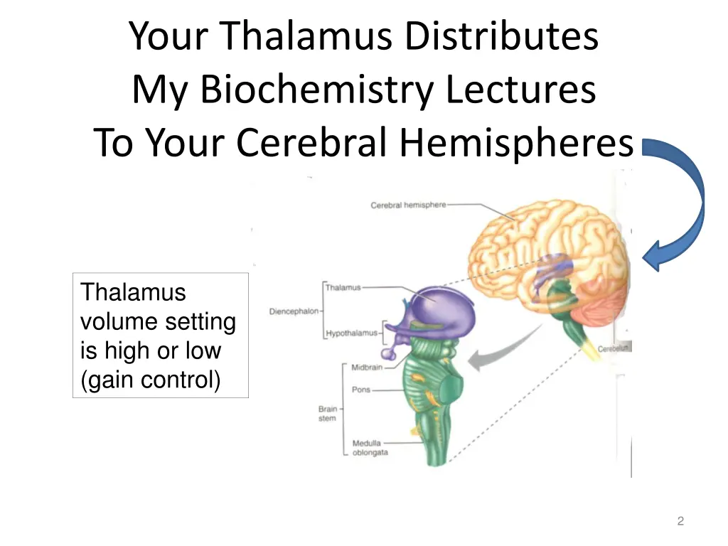 your thalamus distributes my biochemistry