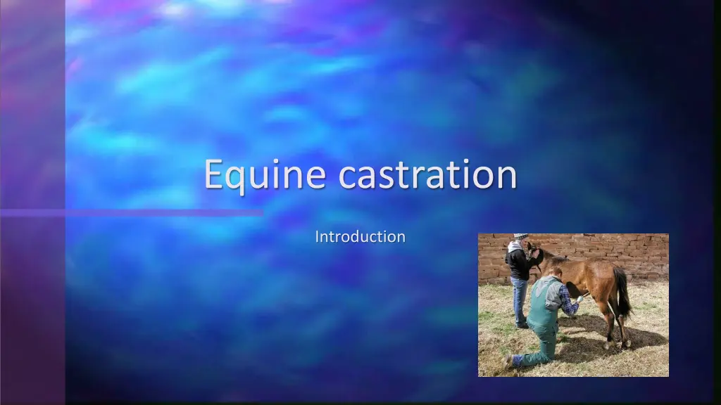 equine castration