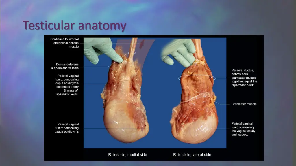 testicular anatomy