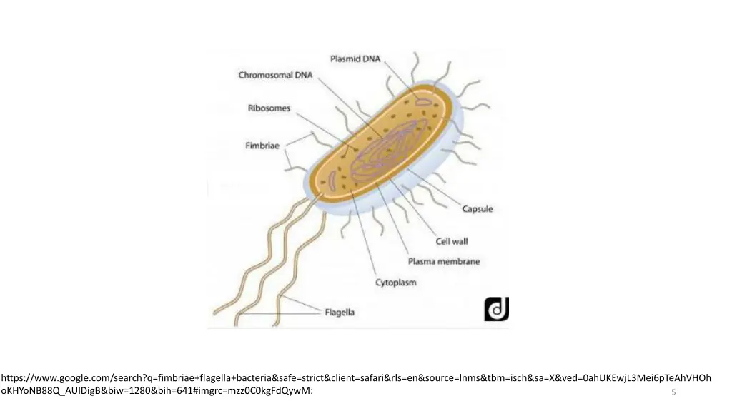 https www google com search q fimbriae flagella
