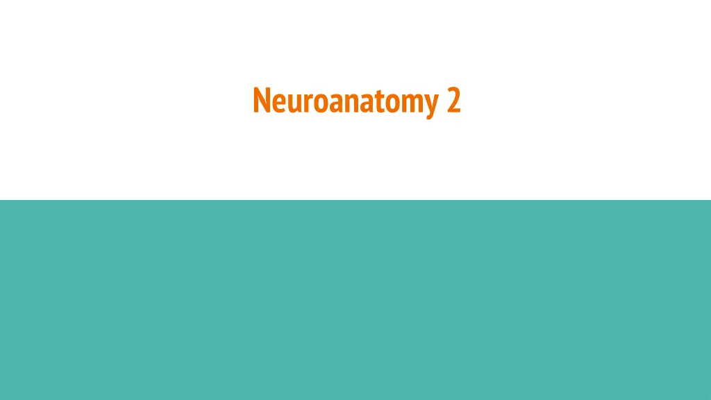 neuroanatomy 2