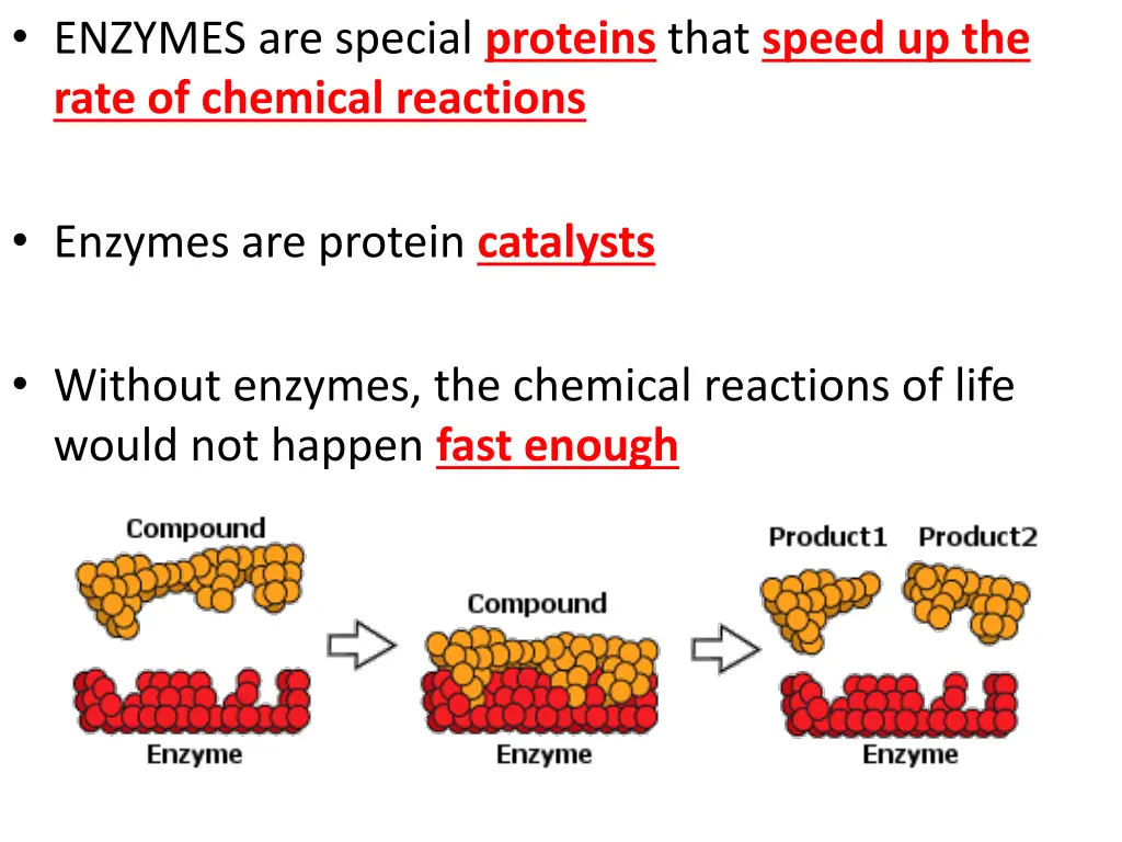 enzymes are special proteins that speed 1