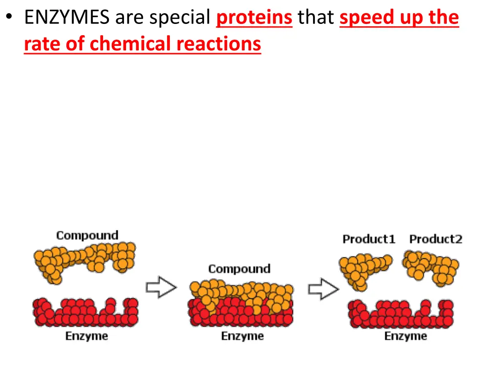 enzymes are special proteins that speed