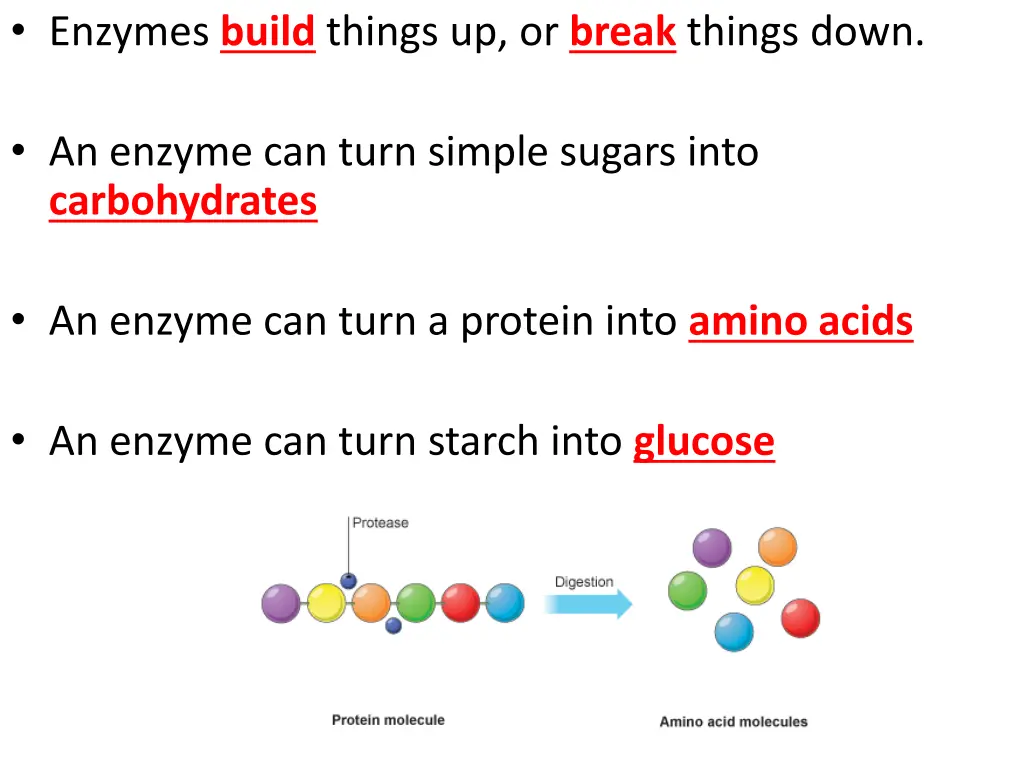 enzymes build things up or break things down 1