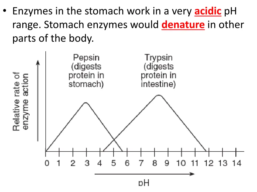 enzymes in the stomach work in a very acidic