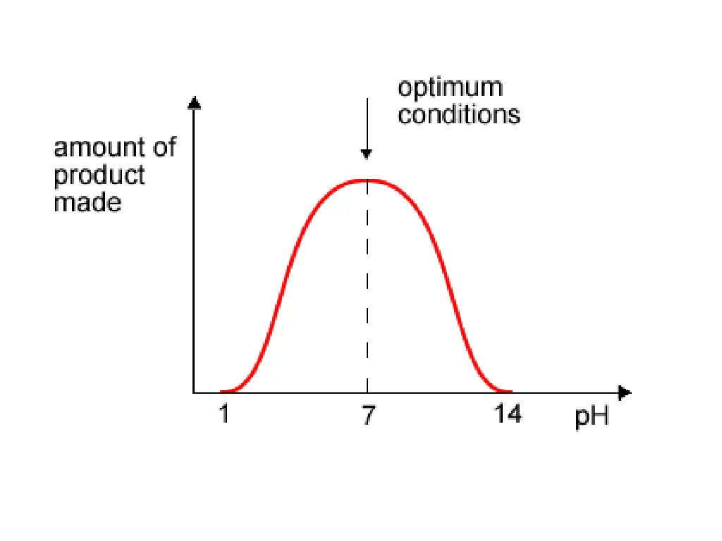 slide24