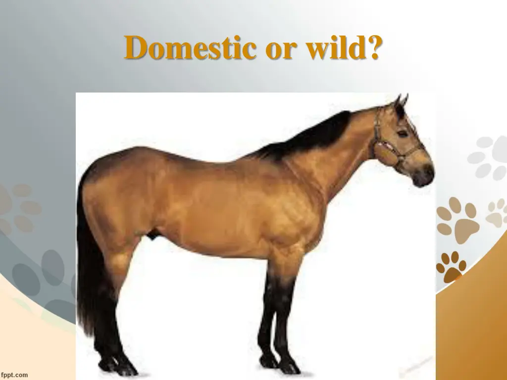domestic or wild 2