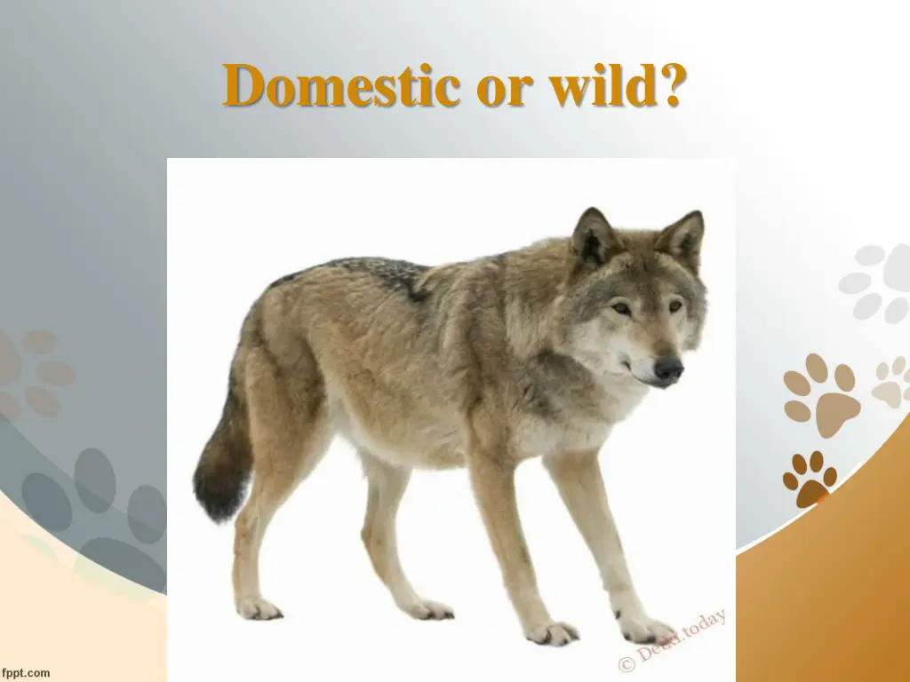 domestic or wild 3