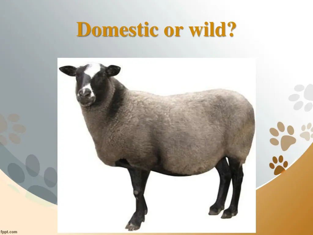 domestic or wild 4