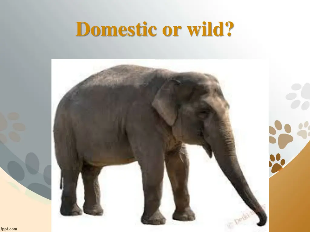 domestic or wild 5