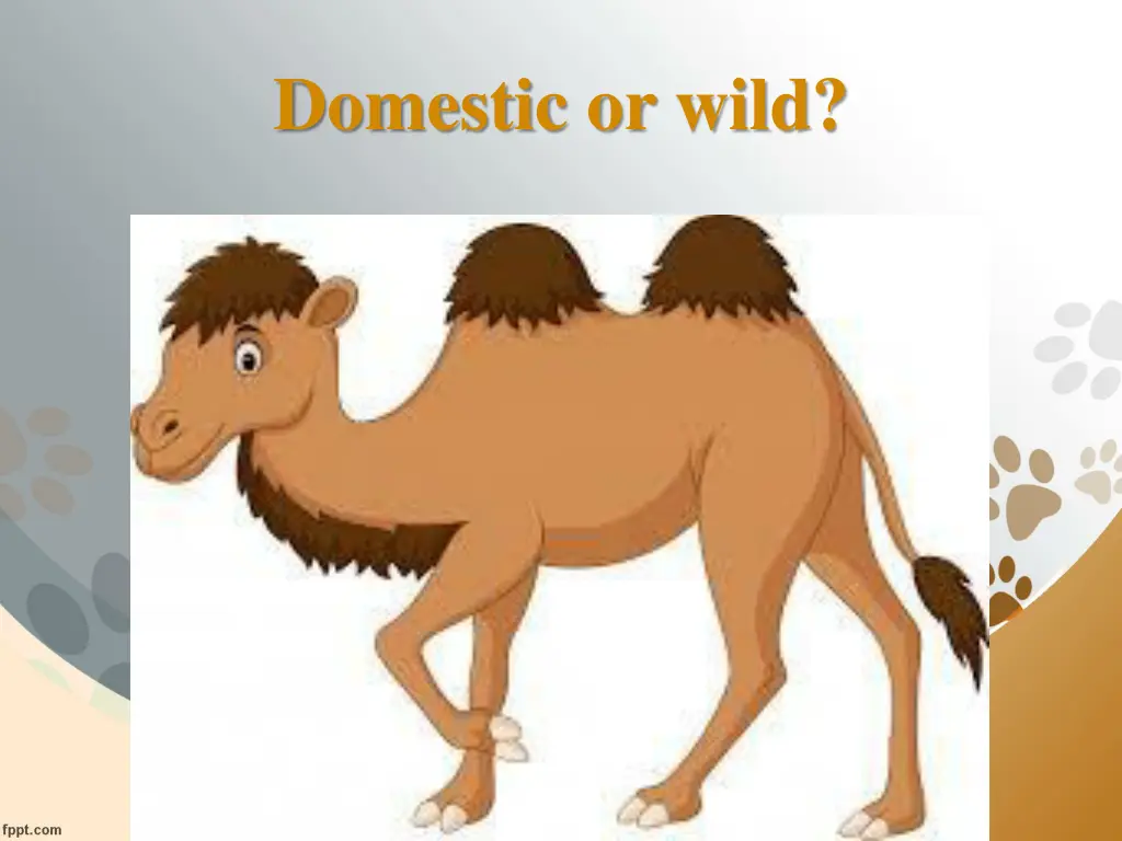 domestic or wild 6