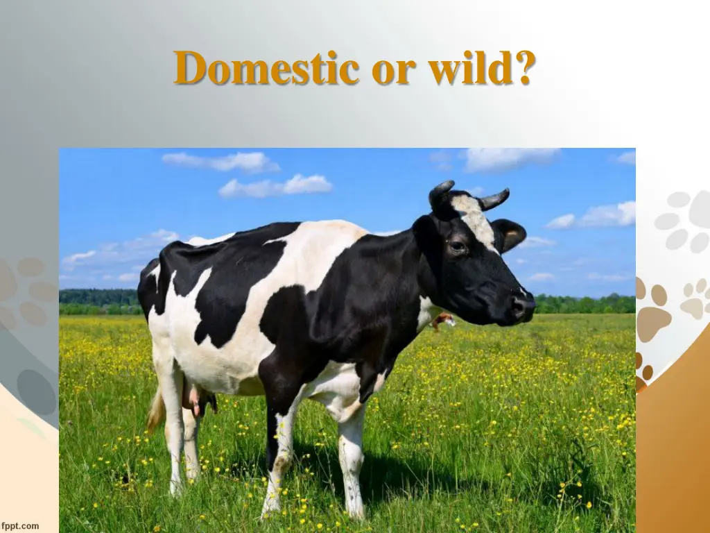 domestic or wild 8