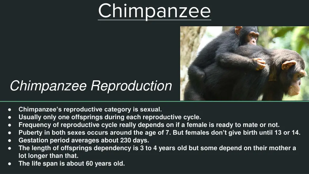 chimpanzee