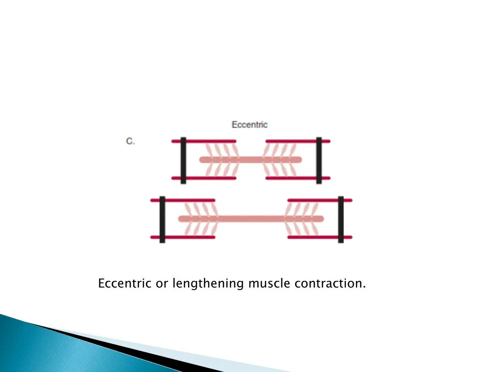 eccentric or lengthening muscle contraction