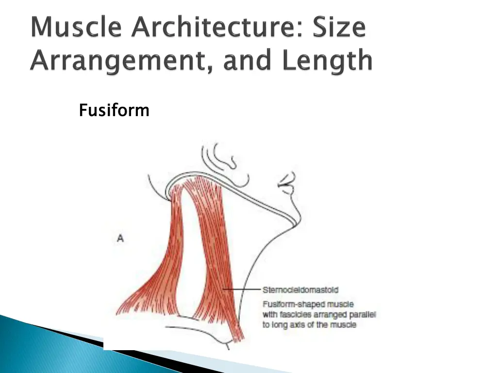 fusiform