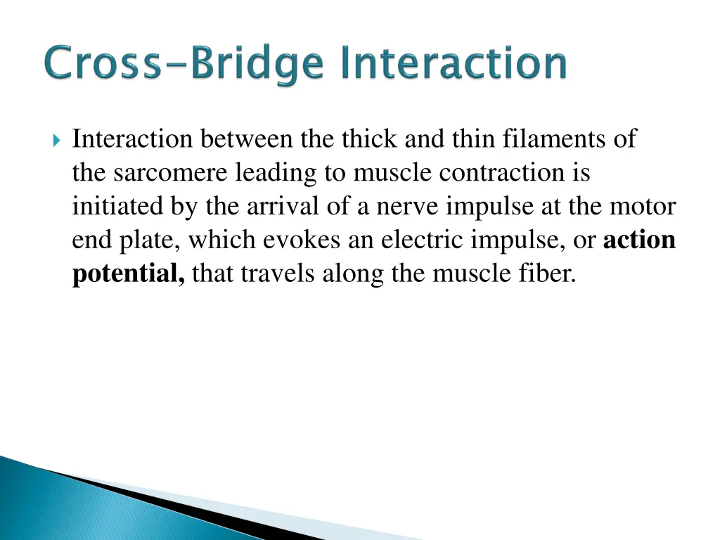 interaction between the thick and thin filaments