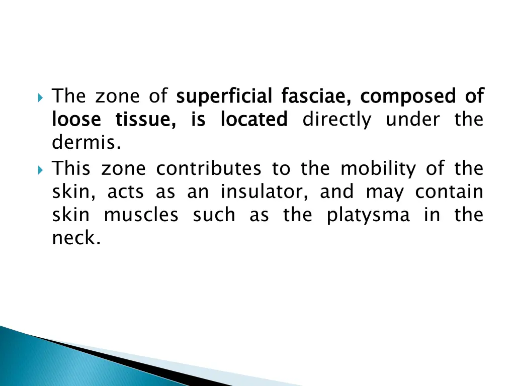 the zone of superficial loose dermis this zone