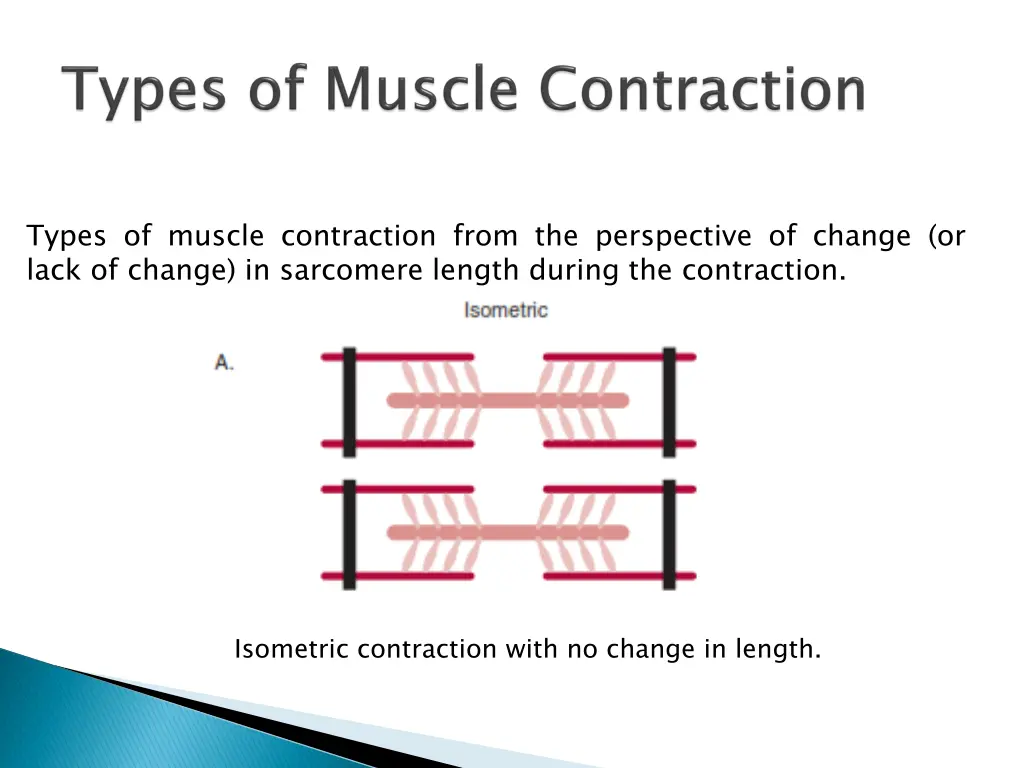 types of muscle contraction from the perspective