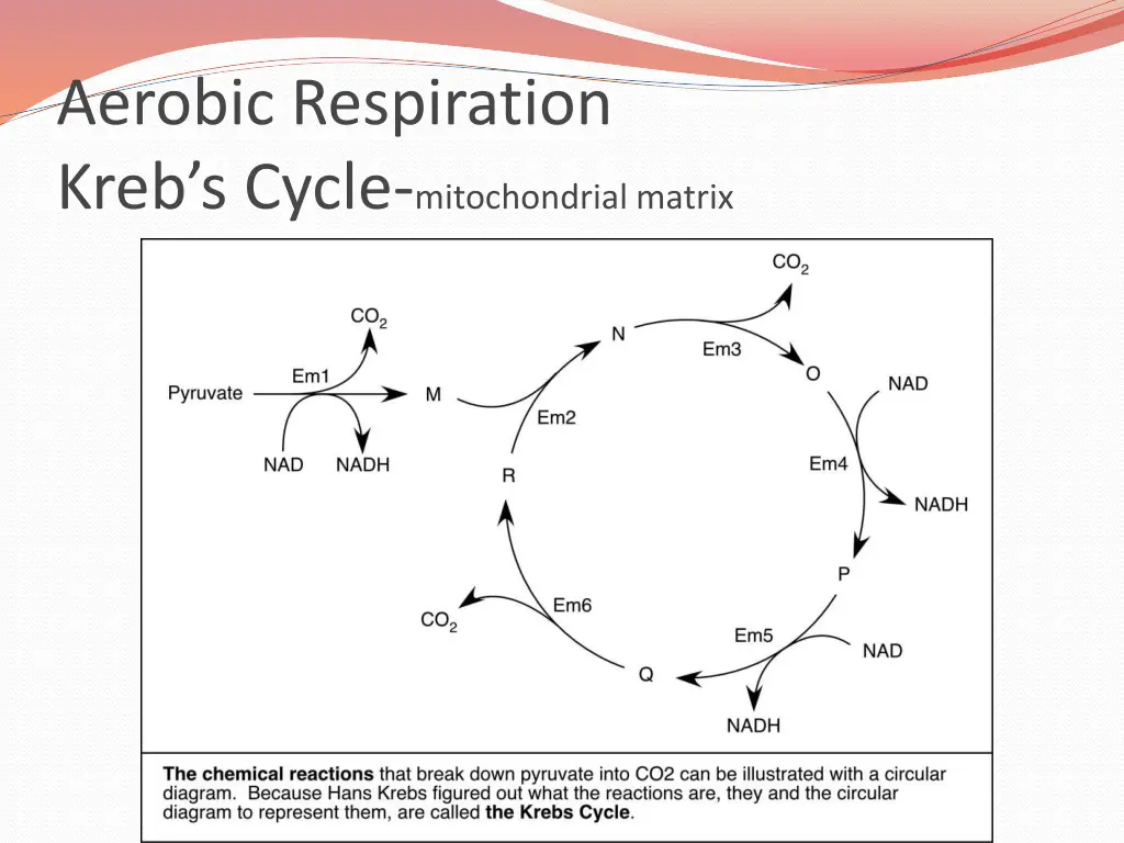 aerobic respiration kreb s cycle mitochondrial