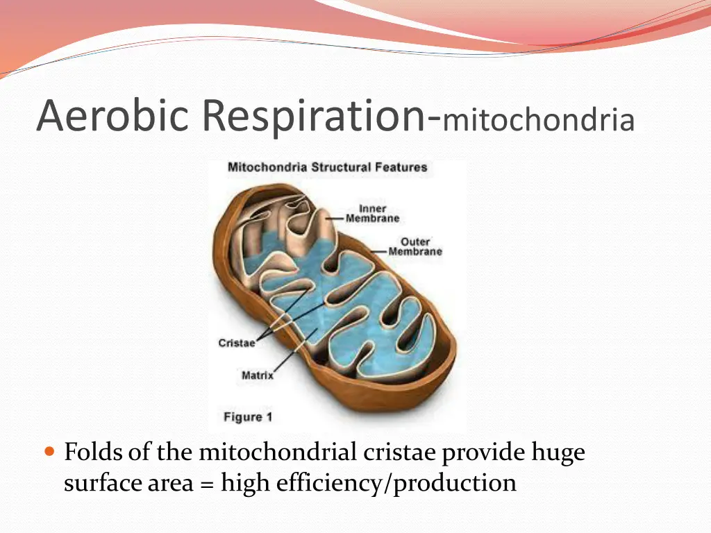 aerobic respiration mitochondria 1
