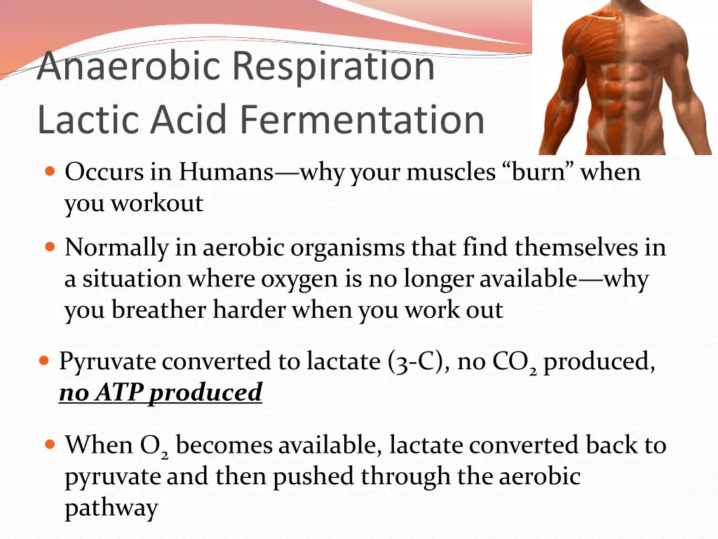 anaerobic respiration lactic acid fermentation