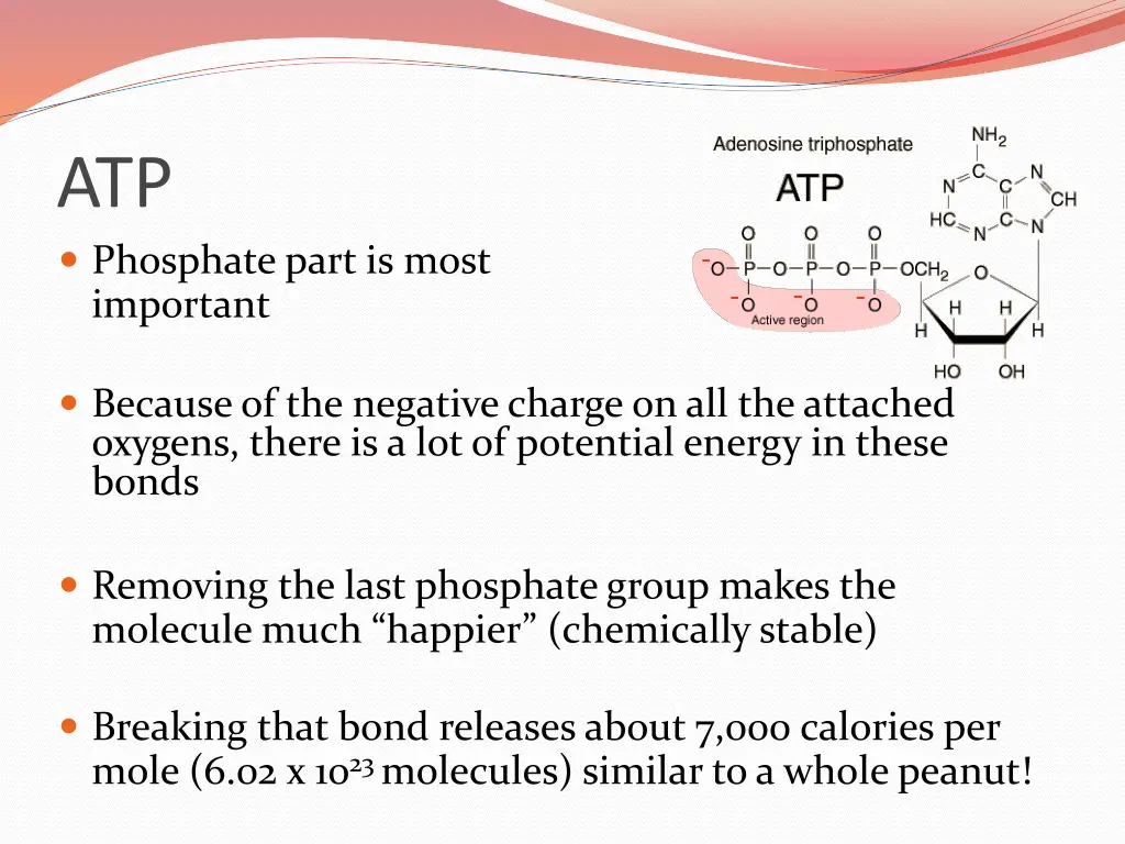 atp phosphate part is most important