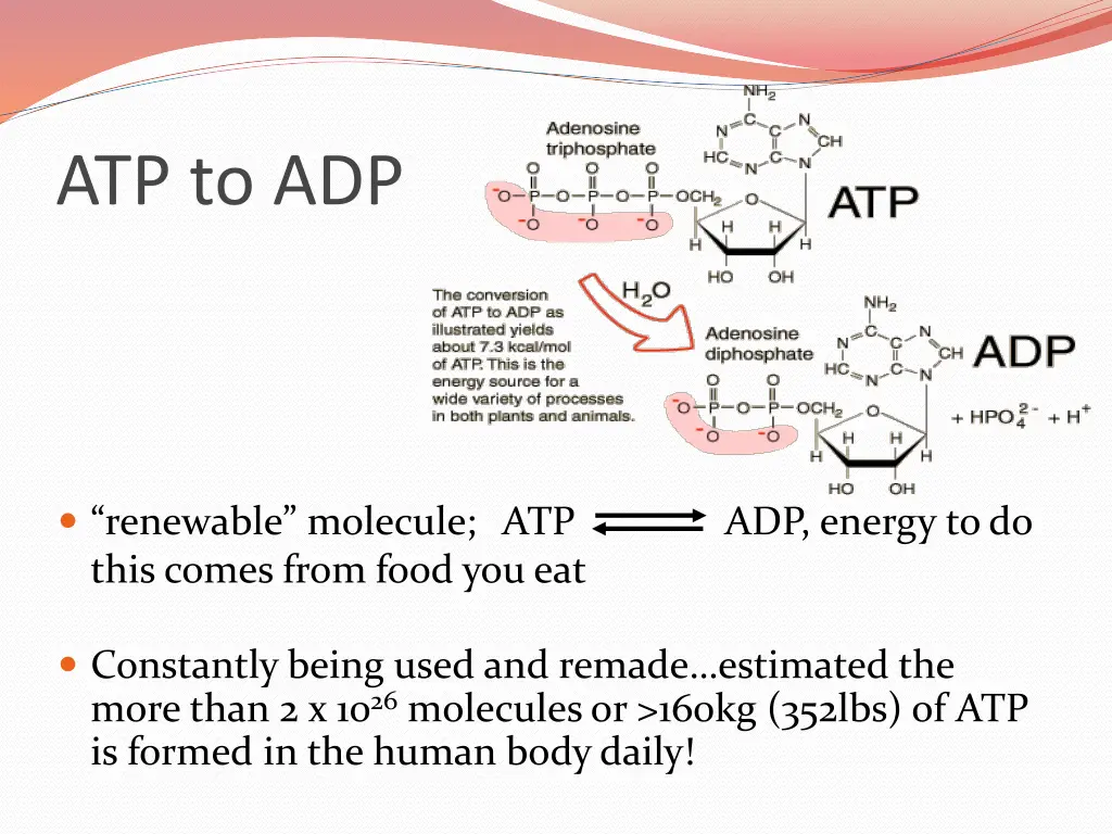 atp to adp