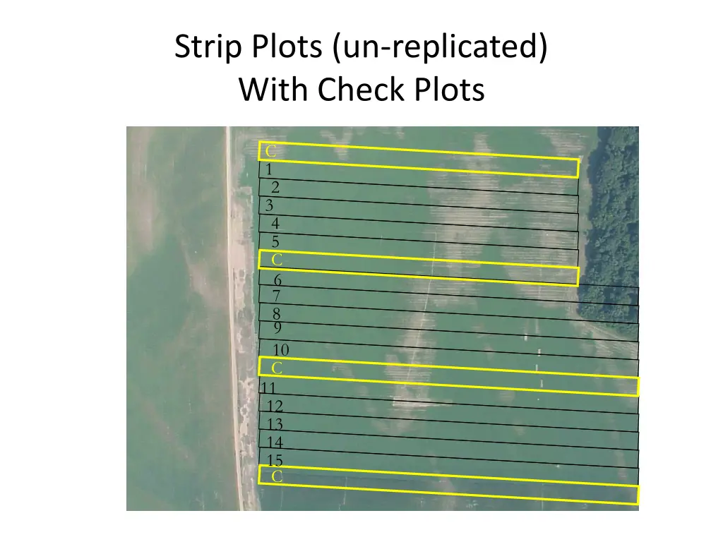 strip plots un replicated with check plots