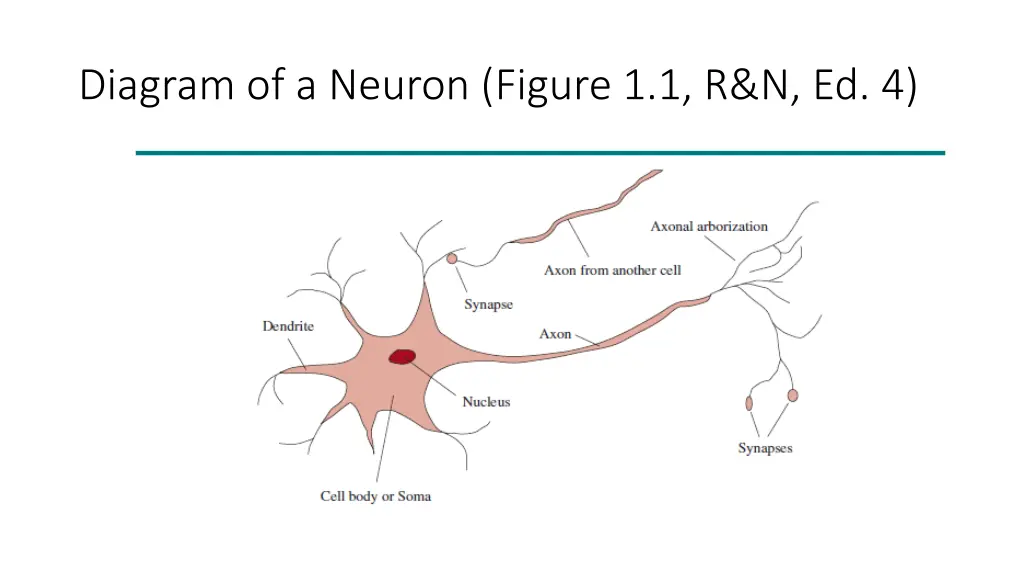 diagram of a neuron figure 1 1 r n ed 4