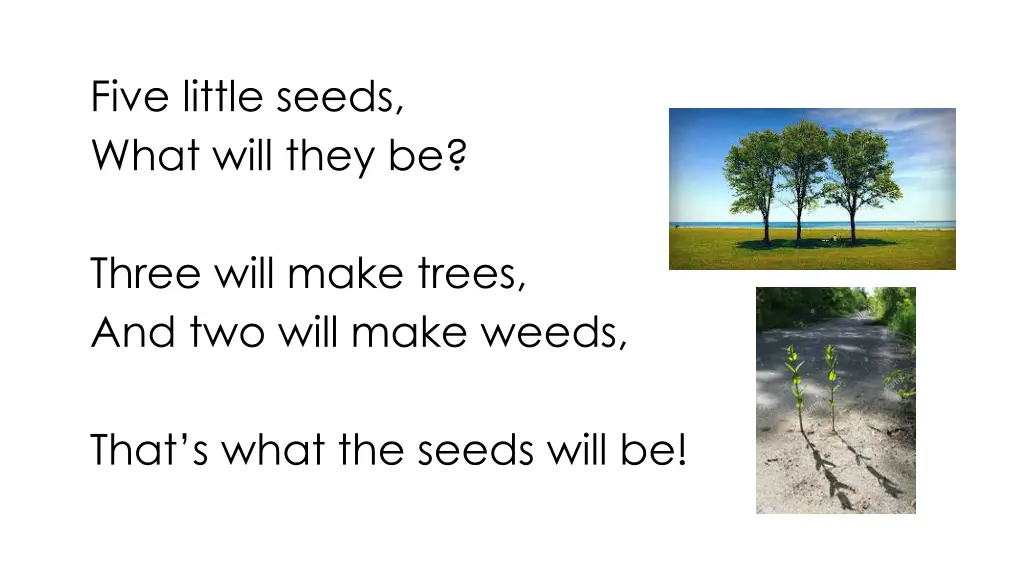 five little seeds what will they be 1