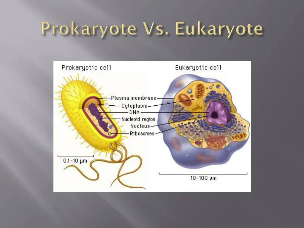 slide18