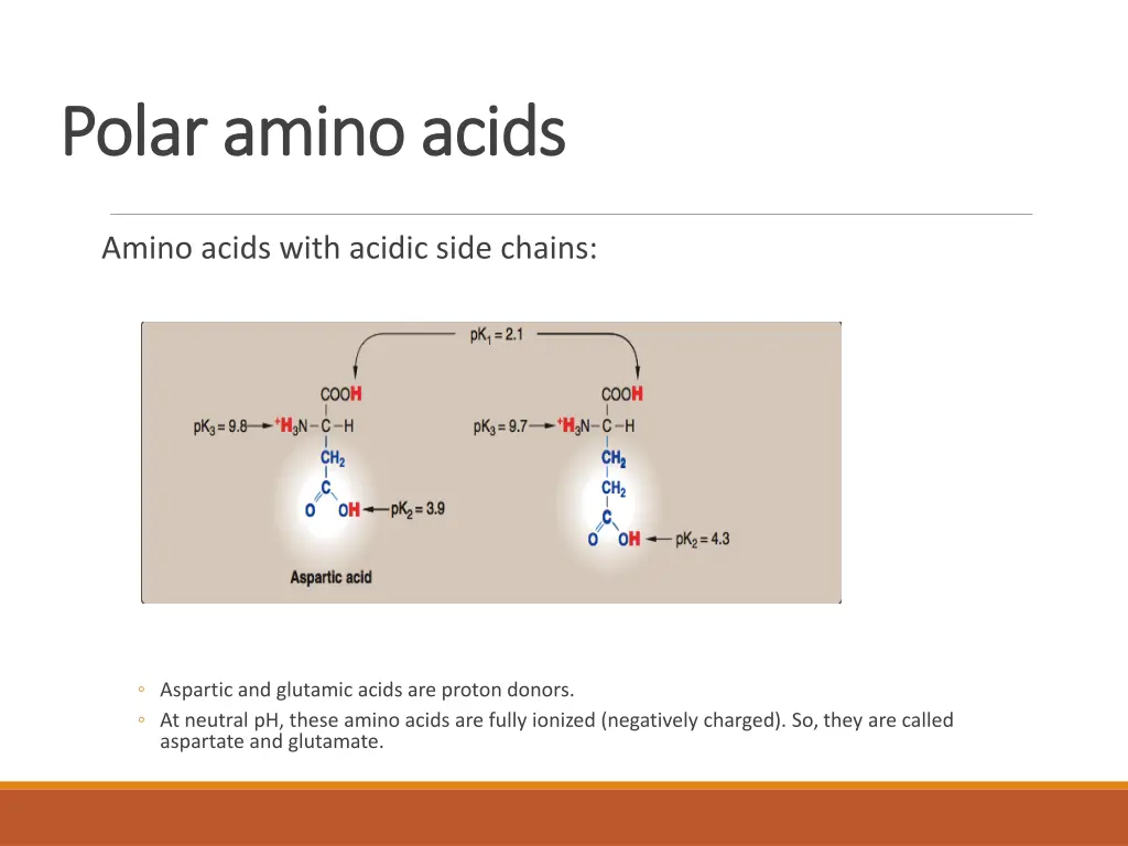 polar amino acids polar amino acids