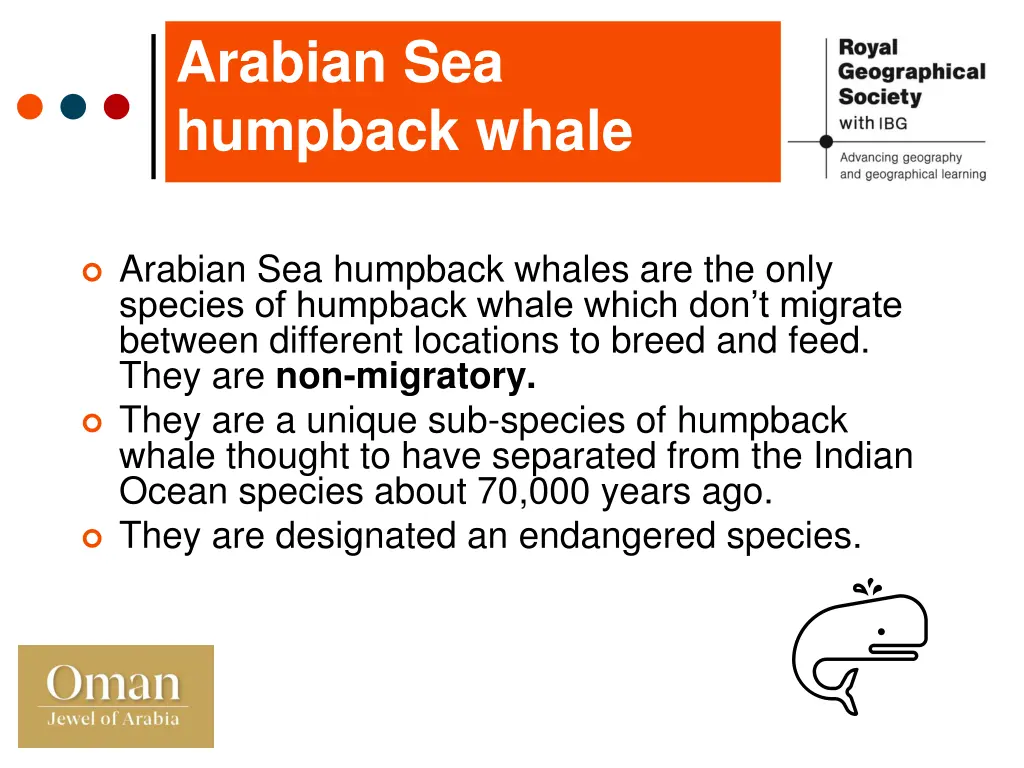 arabian sea humpback whale