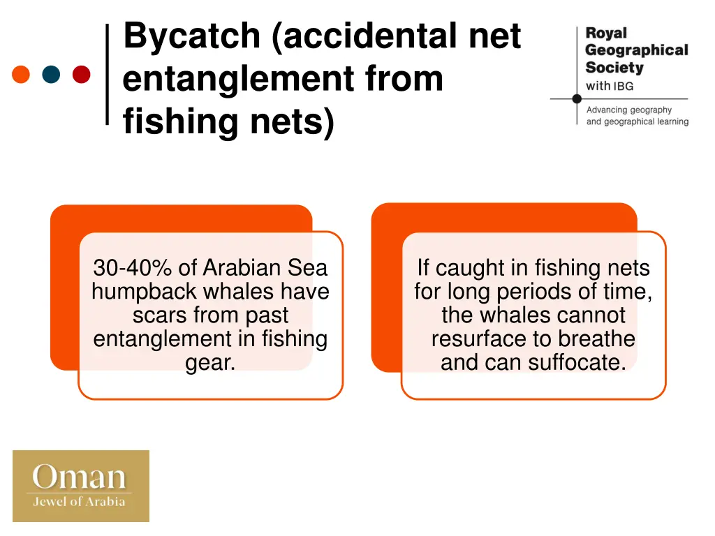 bycatch accidental net entanglement from fishing