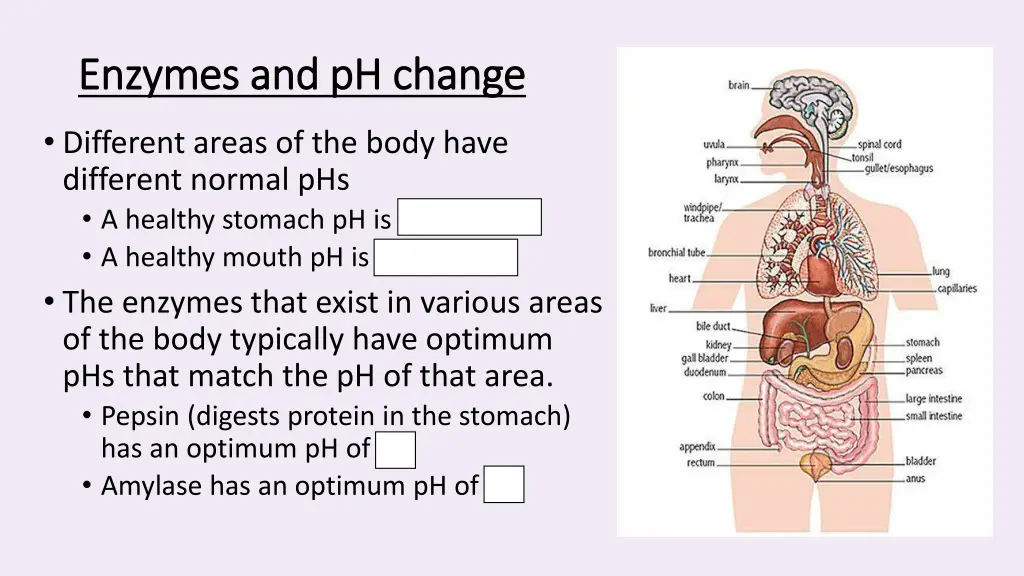 enzymes and ph change enzymes and ph change