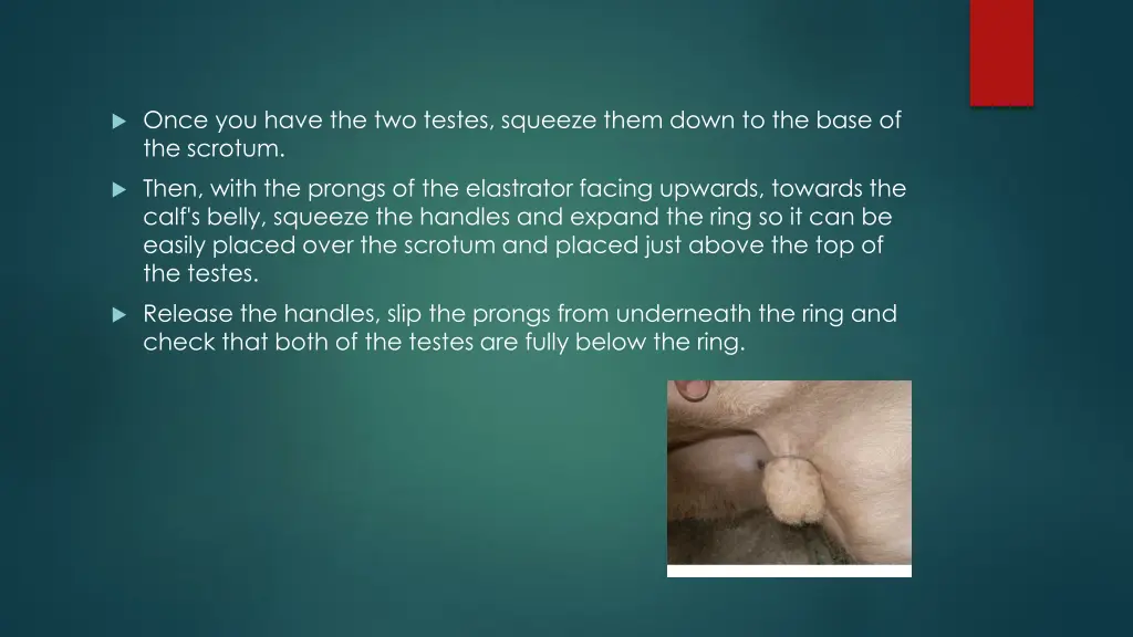 once you have the two testes squeeze them down